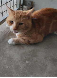 Ginger cat - 24/04/2024